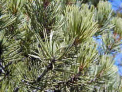 It borders (clockwise) colorado to the north, oklahoma and texas to the east, the mexican states of chihuahua and sonora in the south, and arizona in the west. New Mexico State Tree Nut Pine Or Pinyon Pinaceae Pinus Edulis