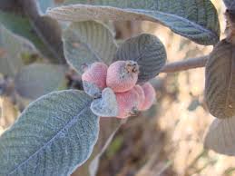 Image result for Sabicea