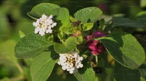 Image result for Faroa involucrata
