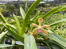 Check spelling or type a new query. Papilionanda Motes Pale Fire Pda Naoki Kawamura æ²³æ' ç›´ç´€ X V Ustii 2233 Motes Orchids
