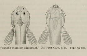 Image result for Vandellia