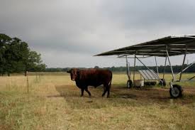 Check spelling or type a new query. 8 Cattle Shade Ideas Cattle Farm Animals Cattle Farming