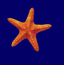 .png, or.gif), and then click the upload now button to update your photo. Starfish Gif On Gifer By Ararn