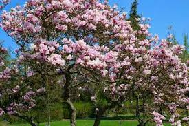 White clusters of flowers in spring + fall foliage. Types Of Flowering Trees With Pictures For Easy Identification