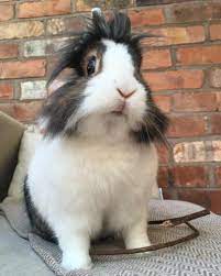 Mecabricks is the first web service to publish and display 3d models made with lego® bricks. I Gave A Blueberry Facial To A Vegan Dog Inside The Pet Pampering Boom Pets The Guardian