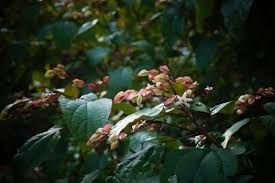 Image result for Clerodendrum melanocrater