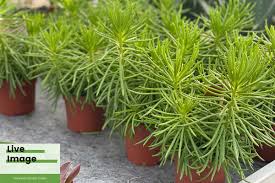 Image result for Senecio greenwayi