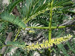 Image result for Prosopis juliflora