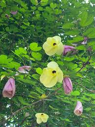 Image result for Bauhinia tomentosa