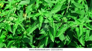 Image result for Hoslundia