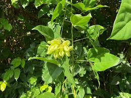 Image result for Mucuna poggei