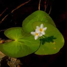 Image result for Nymphoides brevipedicellata