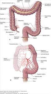 Accessmedicine Content Human Anatomy And Physiology Medical Anatomy Gross Anatomy