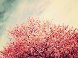 Im Back Nature Photography Japanese Blossom Beautiful Photography
