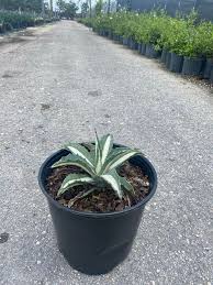 Image result for Agave americana