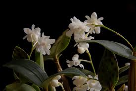 Image result for Habenaria aberrans