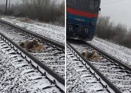 Tell your dog to find the helper, encourage him to work with the scuff marks in the ground initially because you. This Dog Was Too Injured To Move From A Moving Train But His Brave Friend Came To Rescue Him Bored Panda