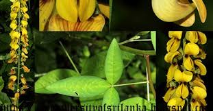 Image result for Crotalaria trichotoma