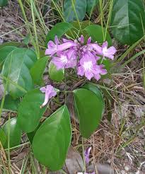 Image result for Mansoa