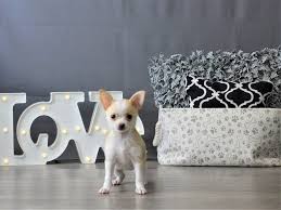 If all the results of chihuahua puppies for sale dayton ohio are not working with me, what should i do? Ili1xj0hjnwn7m