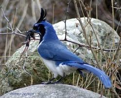 Black Bird With White Chest And White Tipped Tail Gallery Of Black Throated Magpie Jay Cyanocorax Colliei The Internet Bird Collection Ibc Hbw Alive En 2020 Pajaros Azules Aves Pajaros