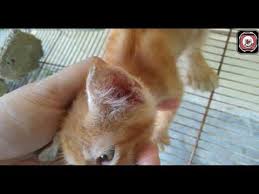 Adapun beberapa cara ampuh untuk mengatasinya diantaranya sebagai berikut. Guna Minyak Dan Kunyit Untuk Ubati Kuping Fungus Di Telinga Anak Kucing Ada Kesan Ke Jom Saksikan Youtube