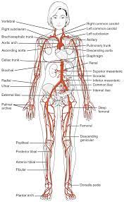 Blood vessels flow blood throughout the body. 20 5 Circulatory Pathways Anatomy Physiology