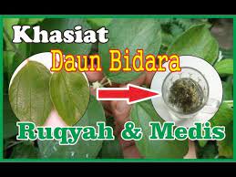 Pohon itu bisa diperbanyak dengan biji atau tunas akar. Cara Menggunakan Daun Bidara Dalam Pengobatan Ruqyah Medis Youtube