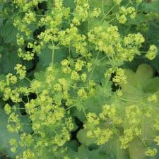 Image result for Alchemilla ellenbeckii