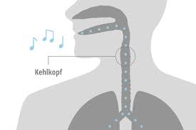 Heiserkeit Dysphonie Wenn Die Stimme Weg Ist Gelorevoice