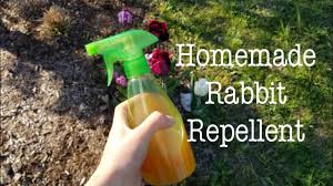 homemade rabbit repellent you