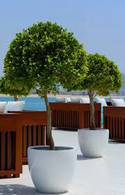 Image result for Ficus tremula