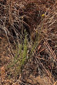 Image result for Nidorella spartioides