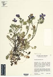Image result for Hydrophyllaceae