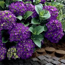 Our 3 bedroomed cottages are fully accessible for guest of all ages. Cottage Farms Direct Perennials Violet Crown Hydrangea