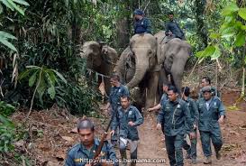 The department of wildlife and national parks of peninsular malaysia (malay: Bernama Radio Anggota Jabatan Perlindungan Hidupan Liar Facebook