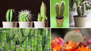 Have you ever wanted to make you own mix? Cactus Soil The Best Potting Soil Mix For Cactus Plants