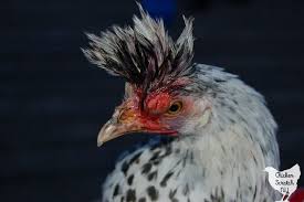 Check spelling or type a new query. The Dark Side Of Chicken Keeping