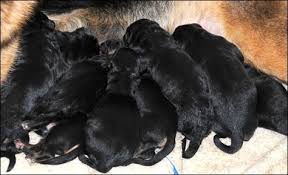 Black And Tan Puppies German Shepherd Image Of Newborn German Shepherd Black And Tan Puppies Pan S Litter Newborn Sables Pictured A Sable New German Shepherd Black And Red Black And Tan