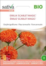 Image result for Emilia coccinea