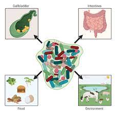 Frontiers Salmonella Biofilm Formation Chronic Infection And Immunity Within The Intestine And Hepatobiliary Tract Cellular And Infection Microbiology
