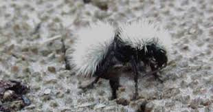 Female Velvet Ant Desert Variety Ants Bees And Wasps Bee