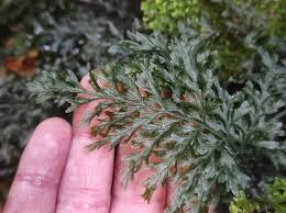 Image result for Vandenboschia gigantea