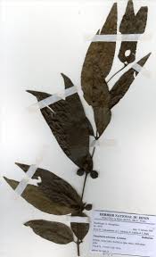 Image result for Polysphaeria