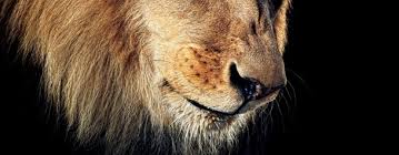 Traditional talismans are objects with magic powers to bring good luck. The Crazy True Story Of The Zanesville Zoo Escape Gq