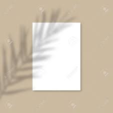 Download transparent palm png for free on pngkey.com. 34 Paper Sheets Mockup Branding Mockups