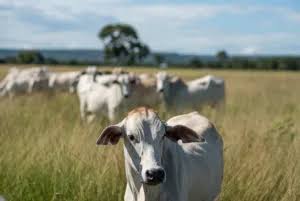 Agro | Mato Grosso completa 30 anos sem registro de febre aftosa