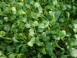 Image result for Falkia