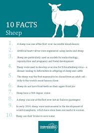 However, severe injuries may occur to the animal if this procedure is not done properly, and available alternatives should be used whenever possible. Sheep 10 Facts Understanding Animal Research Understanding Animal Research