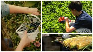 2017 Guide To Summer Pick Your Own Farms In Ontario Greenbeltfresh Ca